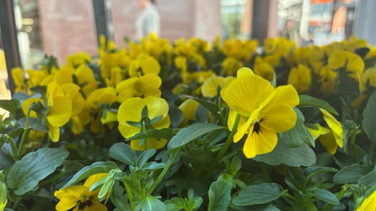 Rijswijk Wonen deelt gratis planten en bloemen uit in de wijk