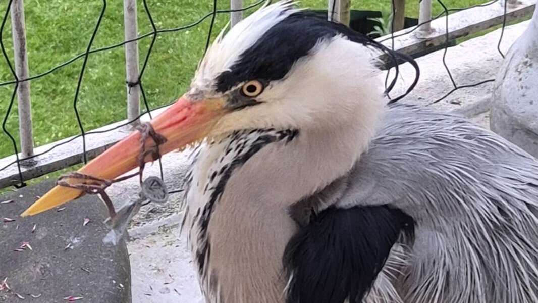 Ballondraad om snavel bijna fataal voor reiger in Rijswijk: ‘De hele wijk leefde mee met de reddingsactie’
