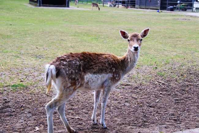 Kinderboerderij Het Akkertje