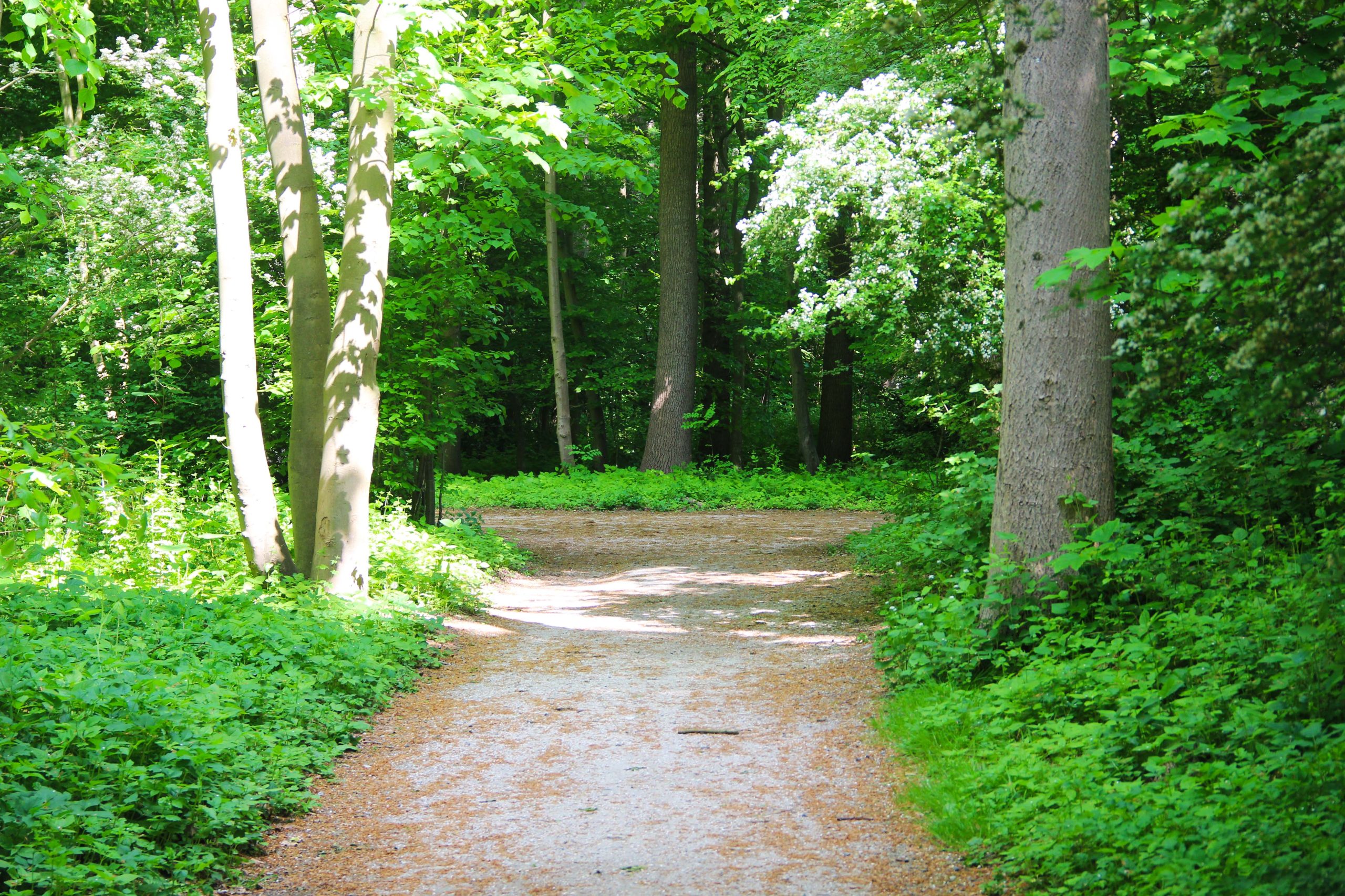 Rijswijkse bos pad