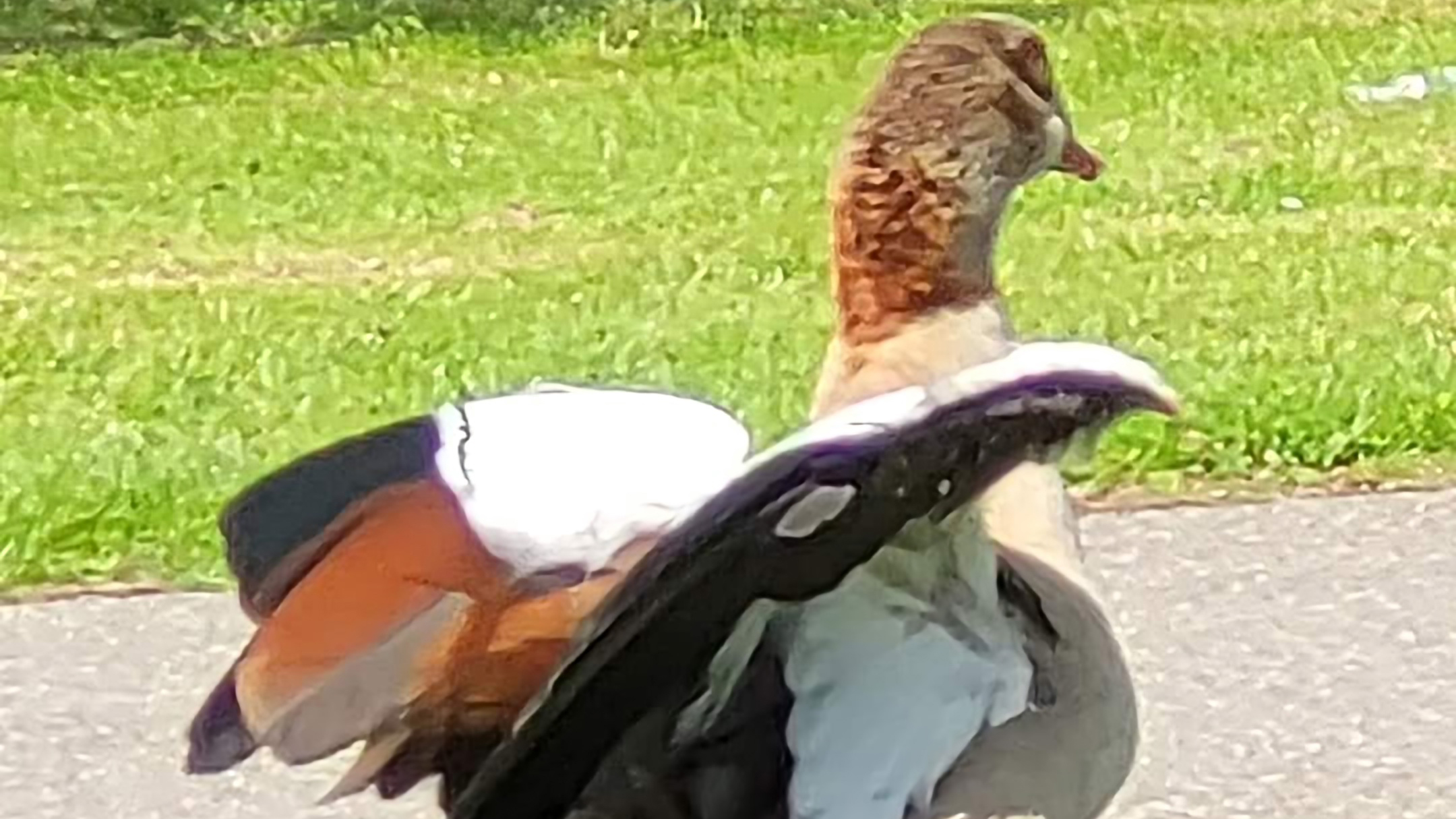 Foto’s kabelkrant