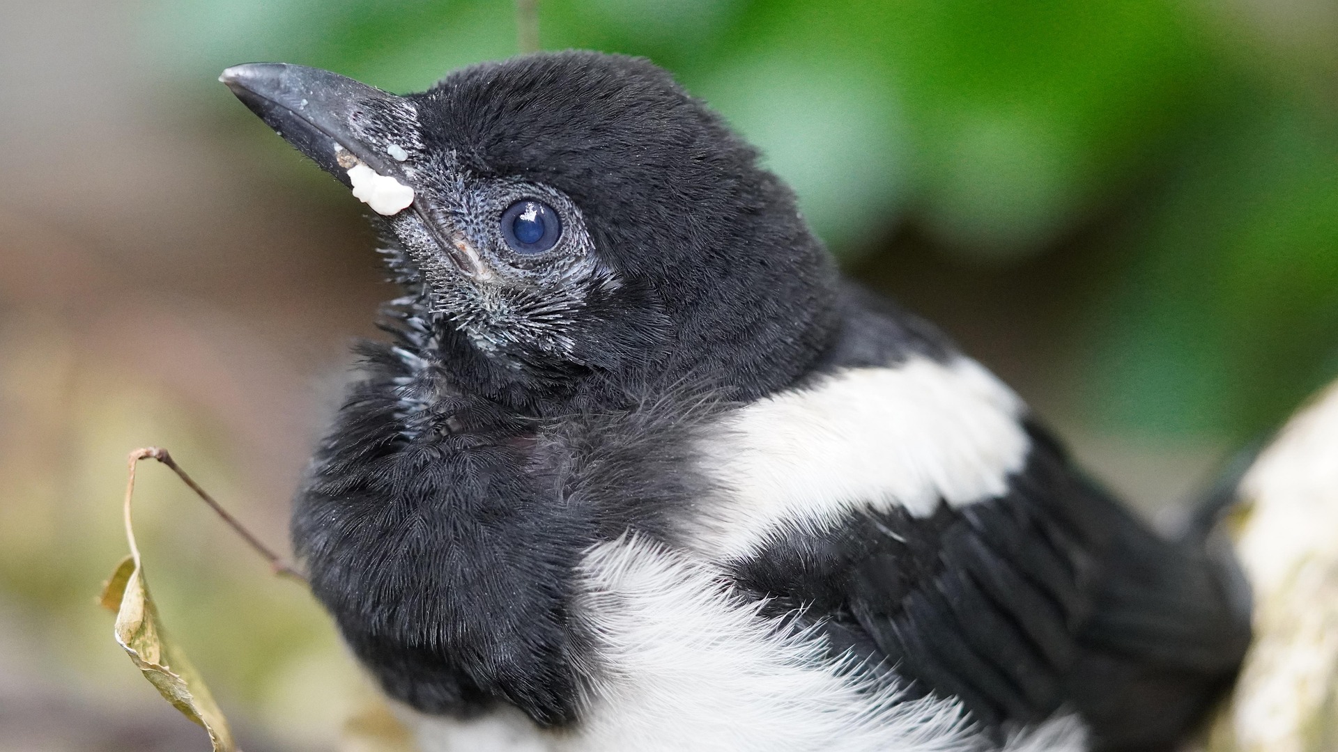 Dierenambulance Den Haag overspoeld met meldingen over jonge vogels: ‘Laat ze met rust, tenzij het echt nodig is’