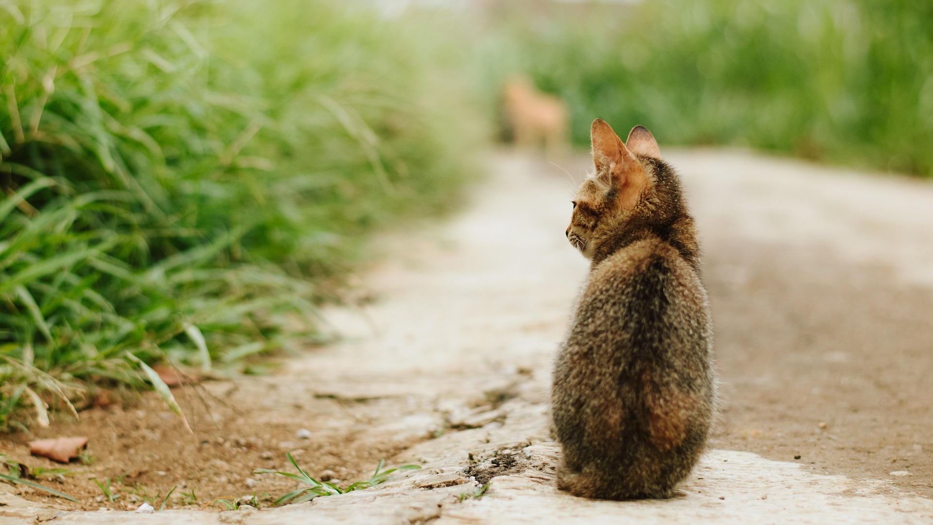 Kat wordt bruut doodgereden op Generaal Spoorlaan in Rijswijk: dierenambulance roept eigenaar op zich te melden