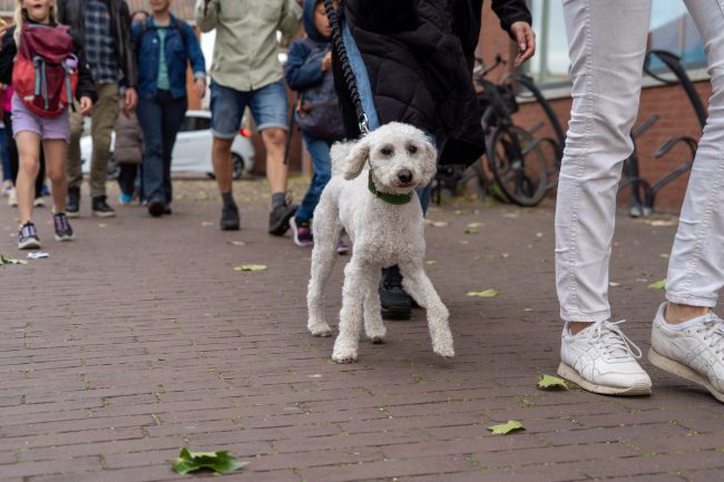 AvondWandel4daagse Pijnacker 2025