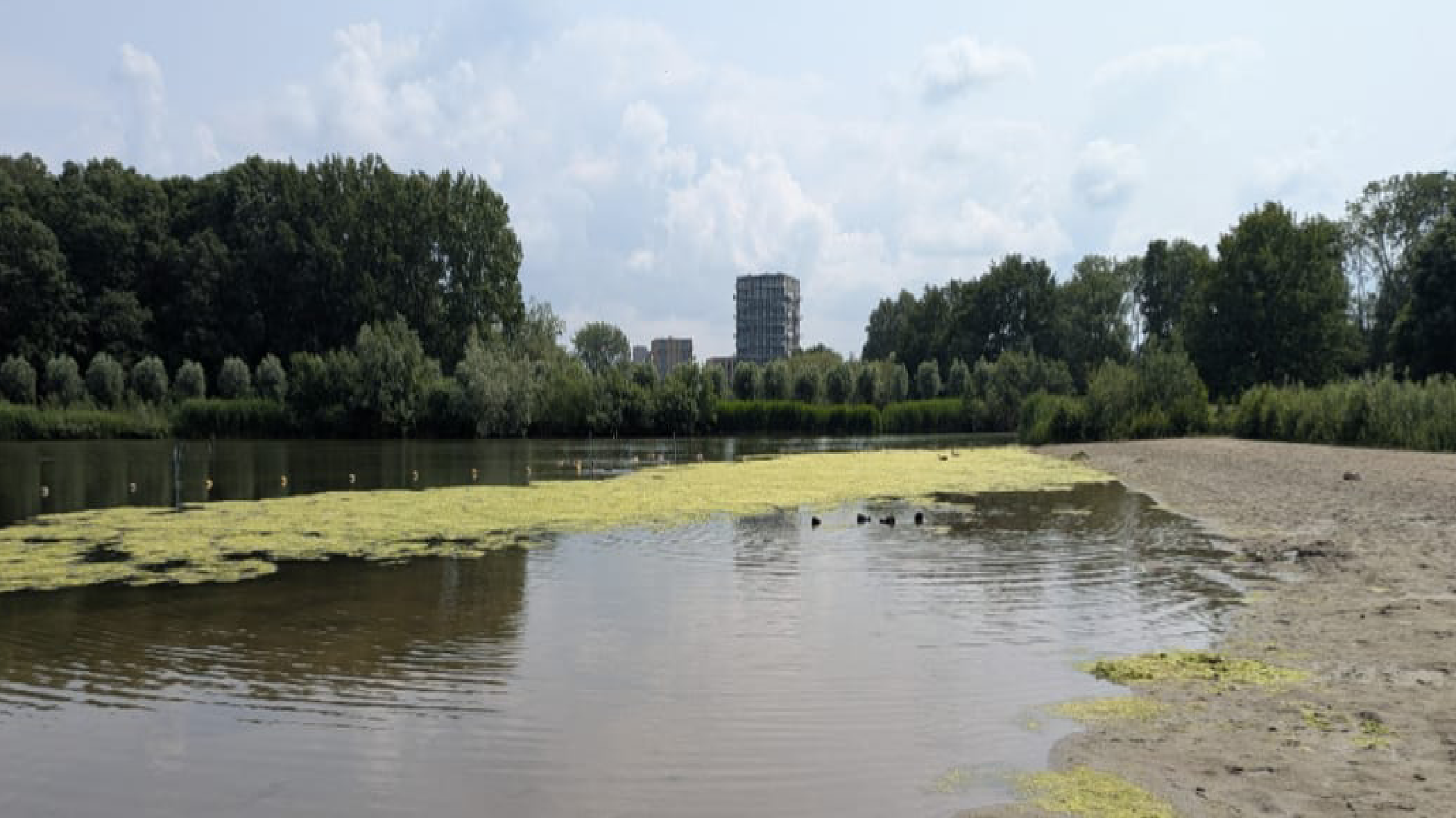Zorgen om vervuild zwemwater in Wilhelminapark: ‘een broeikas van algen in de zwemplas’