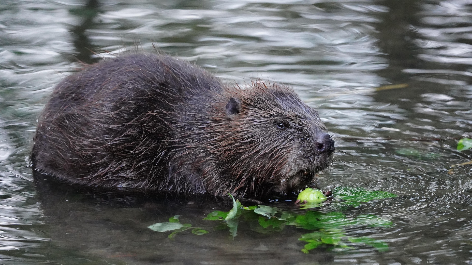 Bever voor het eerst gespot in Vlietland, teken van gezonde natuur