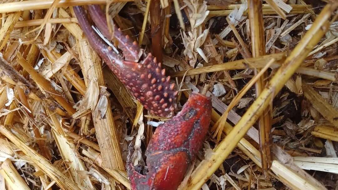 Kinderboerderij Het Akkertje waarschuwt opnieuw om dieren niet te voeren