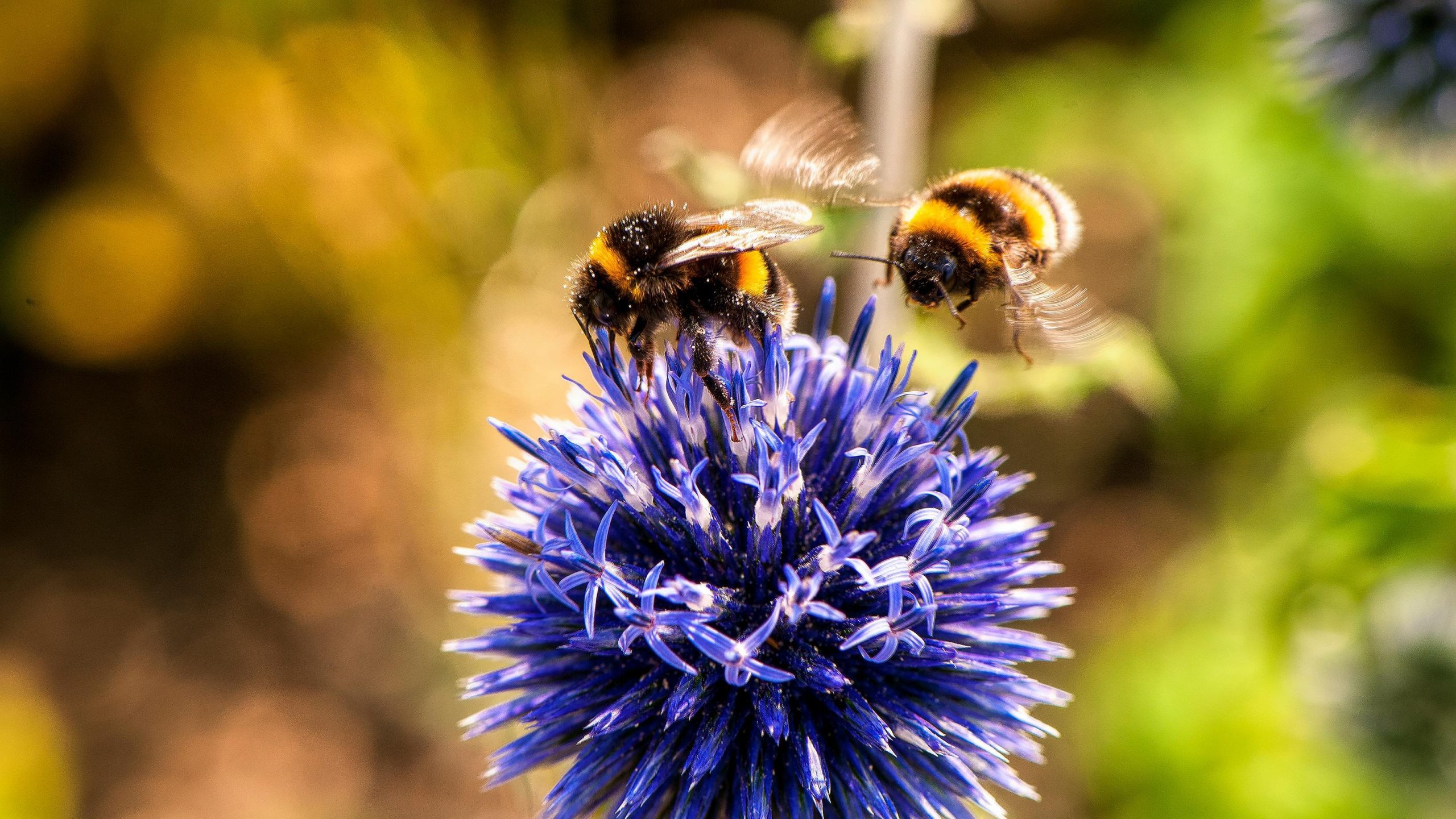 Massale hommelsterfte in Rijswijk en Voorburg: ‘Natuurlijk proces, maar wel verdrietig om te zien’ Massale hommelsterfte in Rijswijk en Voorburg: ‘Natuurlijk proces, maar wel verdrietig om te zien’