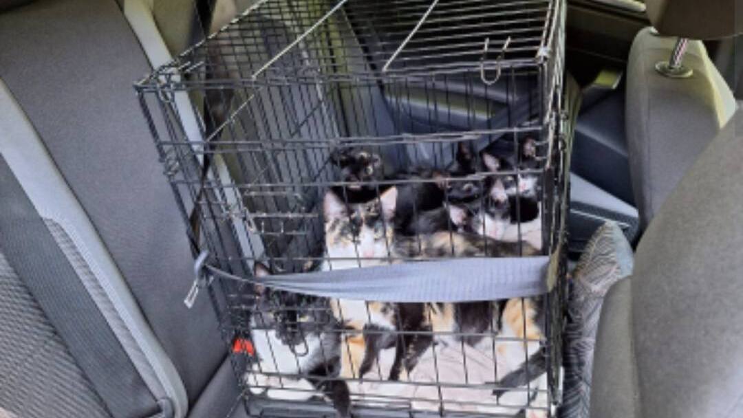 Moederkat en kittens in park gevonden tijdens hittegolf in Rijswijk