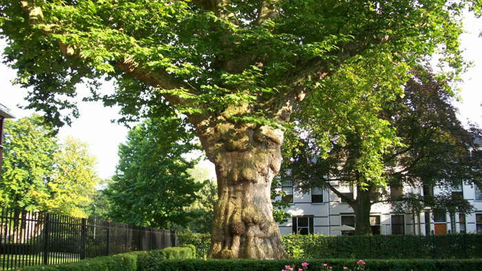 Minstens 2.000 extra bomen in gemeente de komende tien jaar