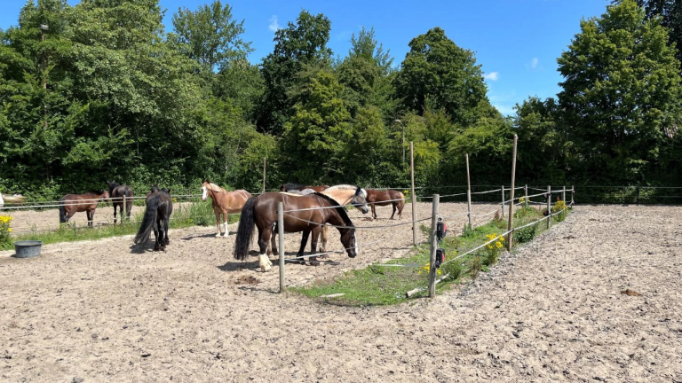 Jeugdmanege Hestar vergroent dankzij subsidie duurzame initiatieven
