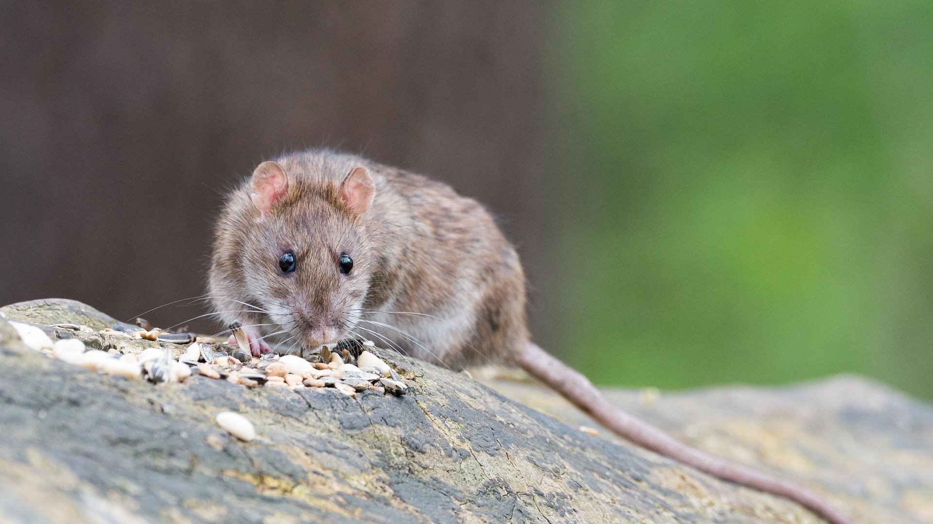 Meer ratten in Rijswijk, meldingen bijna verdubbeld
