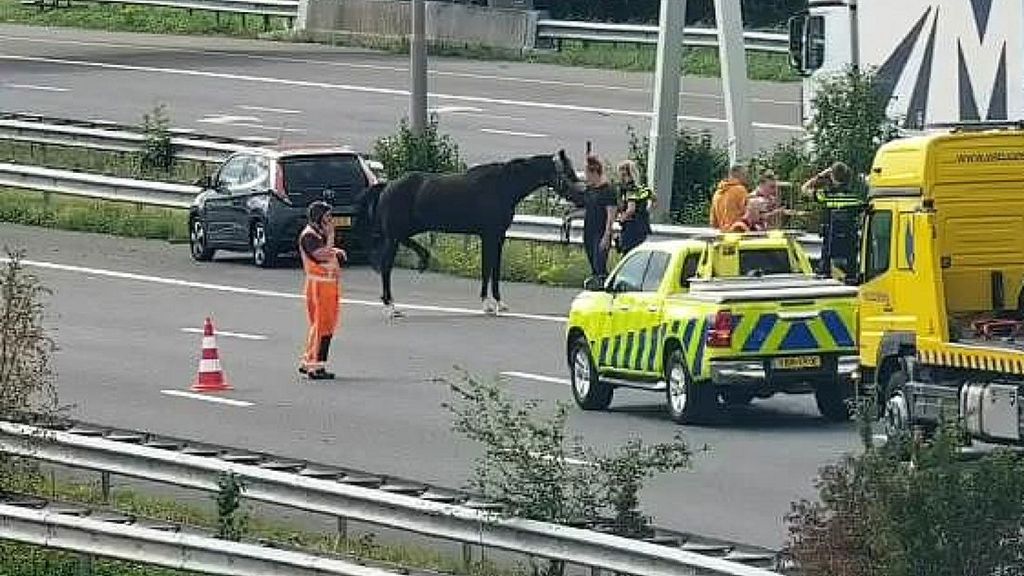 Paard loopt los op A4 bij Leidschendam na verkeersongeluk