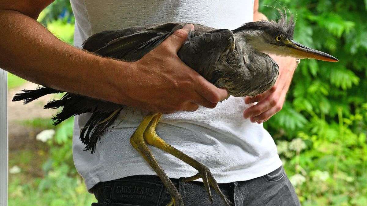 Jonge reiger in Elsenburgerbos ingeslapen door vergroeide poten