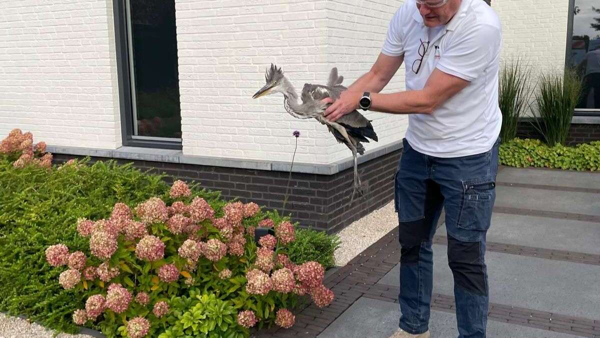 Jonge reiger als ‘raamslachtoffer’ aan de Veenweg Nootdorp