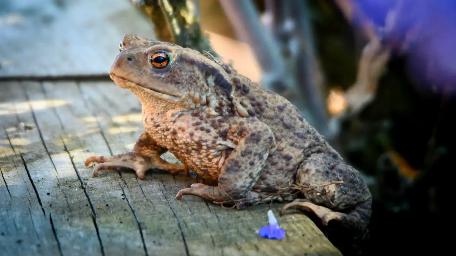 172 trappetjes voor padden in Voorburg en Leidschendam: minder dierenleed in de regio