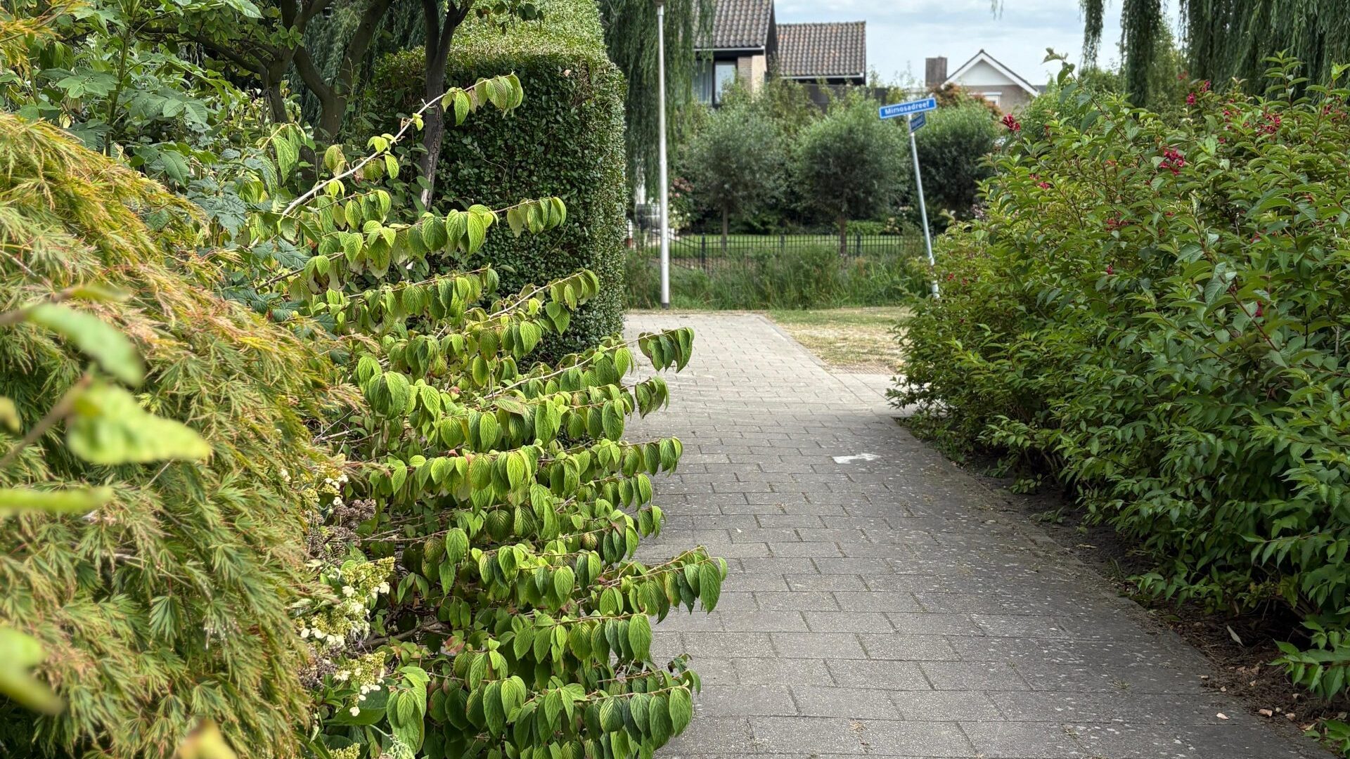 Gemeente attendeert bewoners op snoeien van overhangend groen Gemeente attendeert bewoners op snoeien van overhangend groen