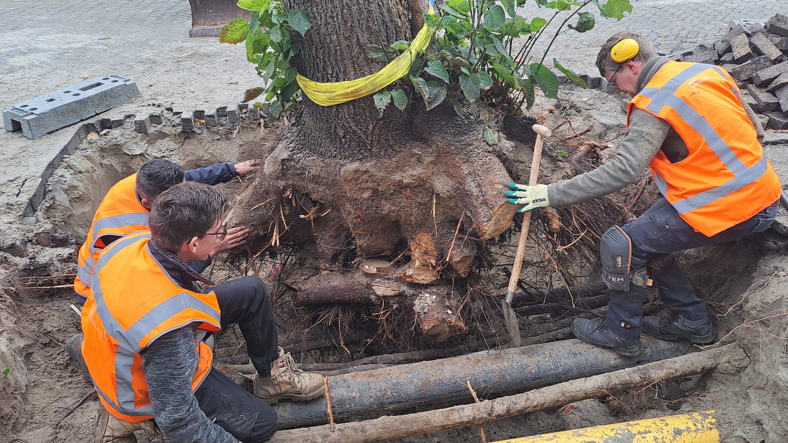 Graafwerk Tulpstraat kost uren door kabels in boomwortels