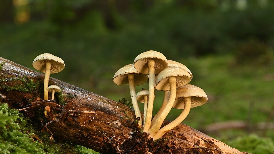 Paddenstoelenexcursie in Wilhelminapark Rijswijk