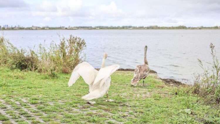 Vier jonge zwanen vinden een nieuwe start in de Haagse natuur