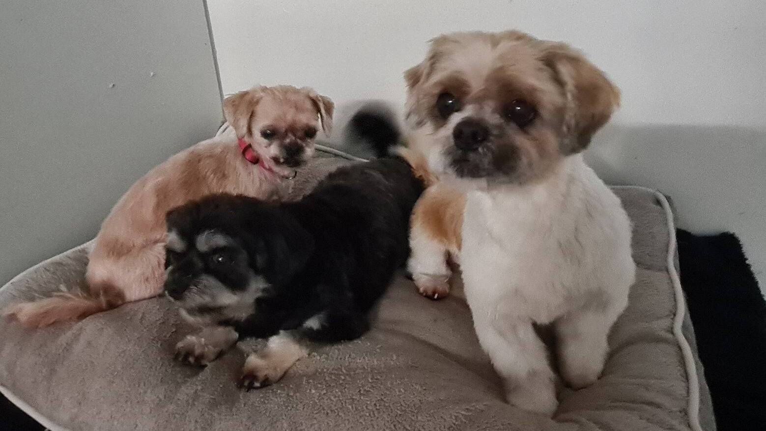 De Rijswijkse ‘Drie Musketiers’ eindelijk samen in warm thuis De Rijswijkse ‘Drie Musketiers’ eindelijk samen in warm thuis