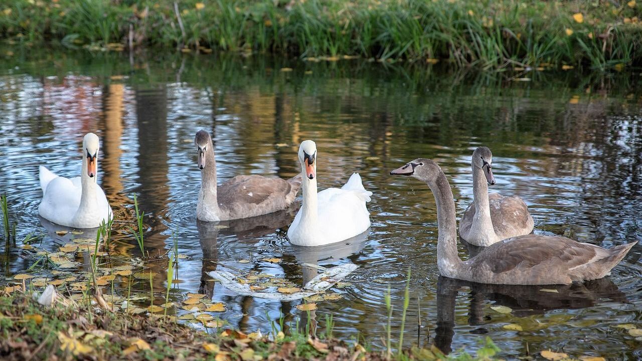 Vogelgriep treft poldergebied bij Wilsveen in Leidschendam Vogelgriep treft poldergebied bij Wilsveen in Leidschendam