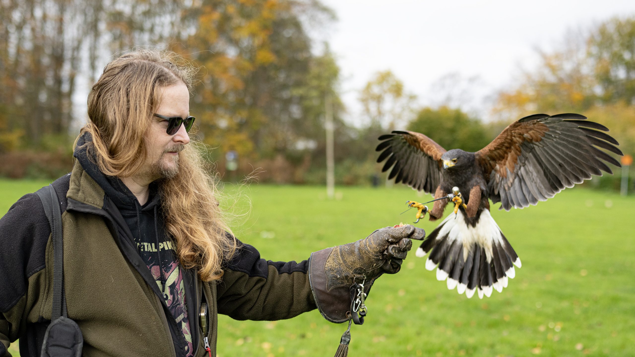 Jasper laat zijn woestijnbuizerd elke dag uit in het Wilhelminapark Jasper laat zijn woestijnbuizerd elke dag uit in het Wilhelminapark