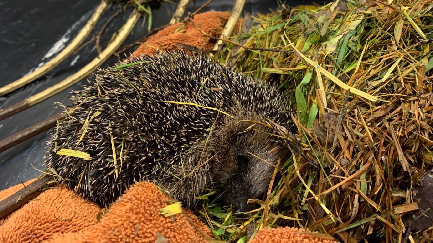 Jonge egel gered na ongeluk tijdens tuinwerkzaamheden in Pijnacker