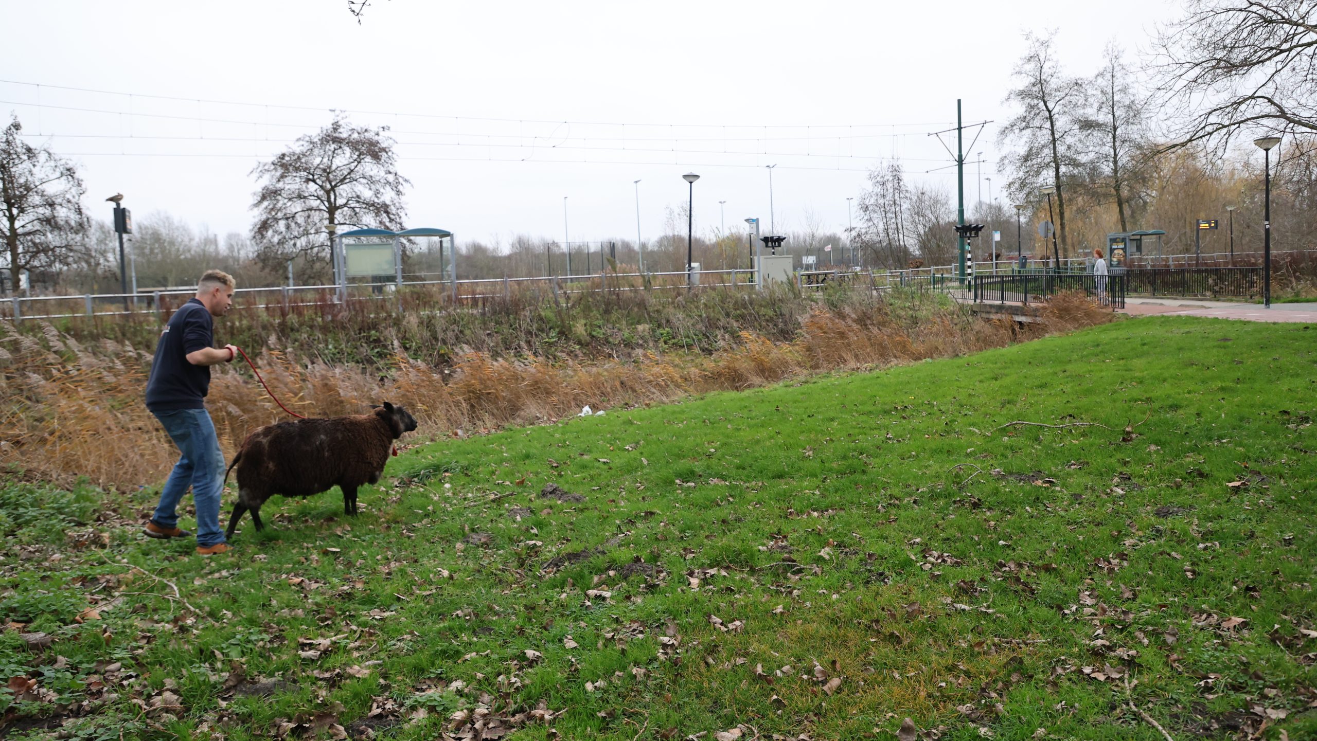 Schaap neemt verkeerde afslag en eindigt in woonwijk Rijswijk Schaap neemt verkeerde afslag en eindigt in woonwijk Rijswijk