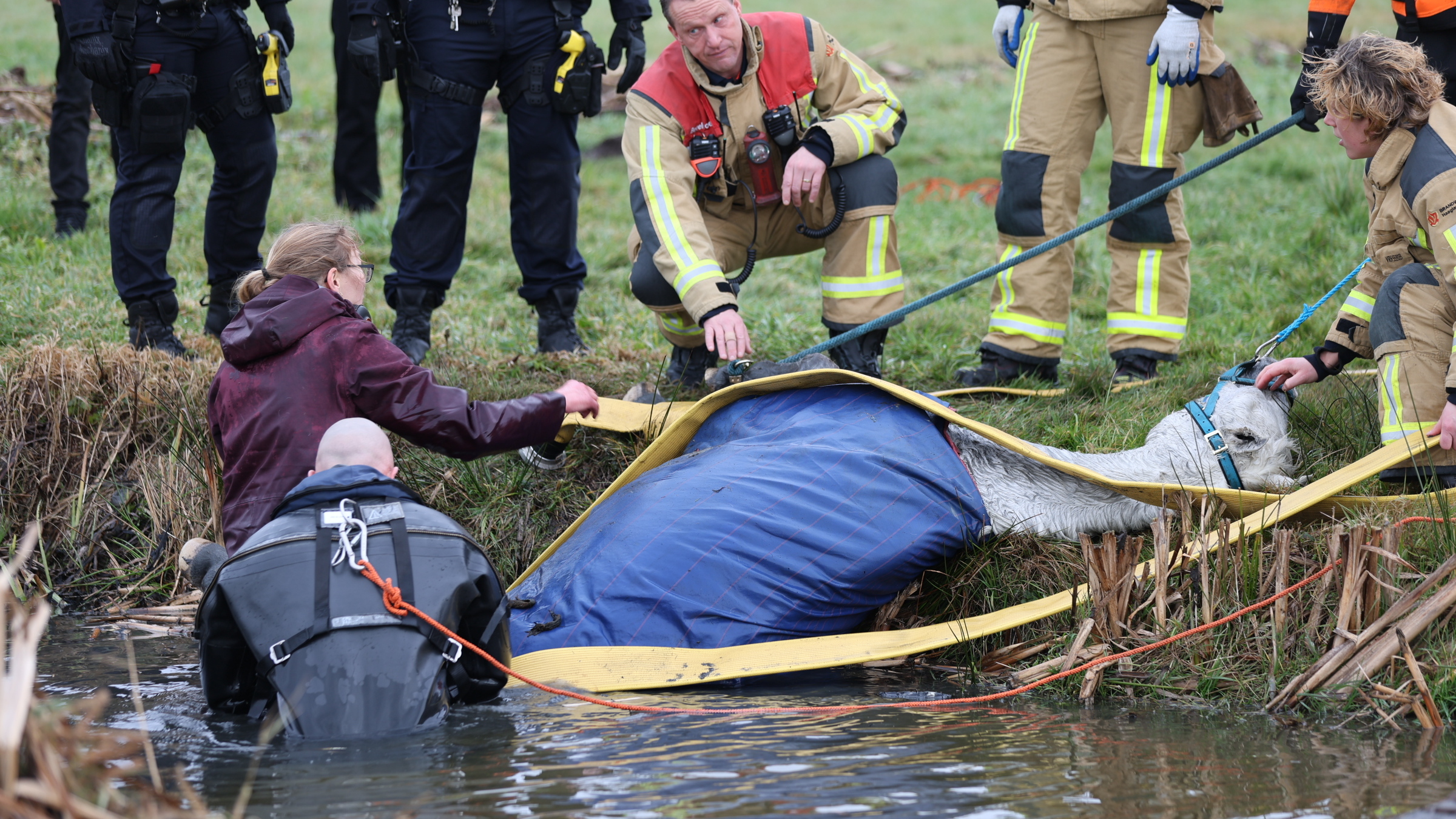 Paard gered uit sloot aan Dubbeldankpad in Delfgauw