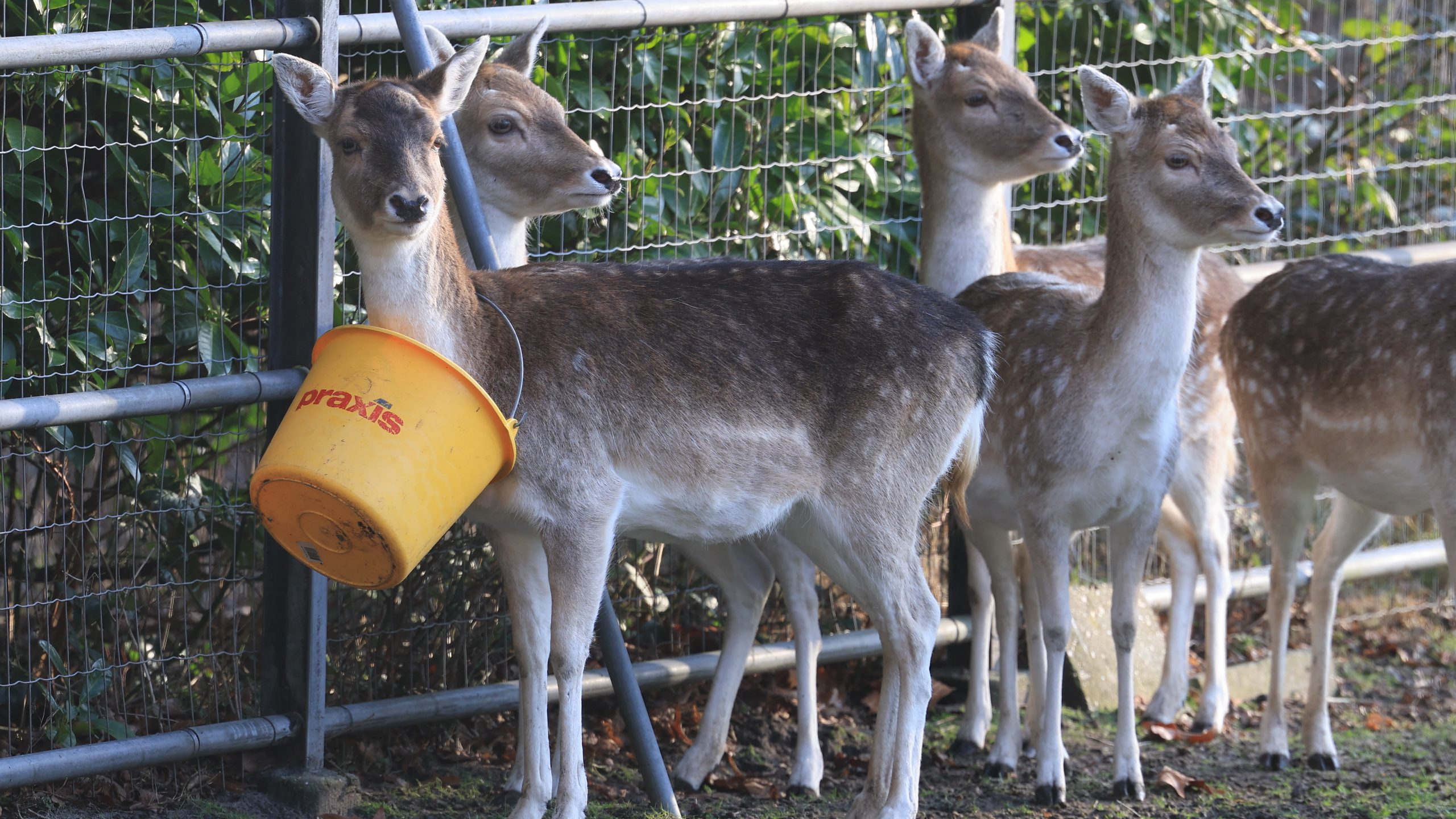 Brandweer redt hert uit benarde situatie bij ’t Akkertje in Rijswijk