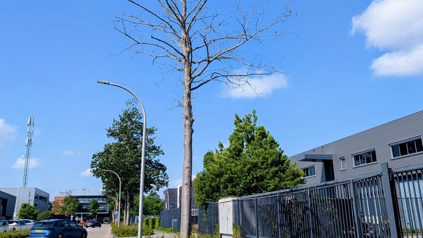 Start kappen van 33 bomen in Nootdorp, Delfgauw en Pijnacker