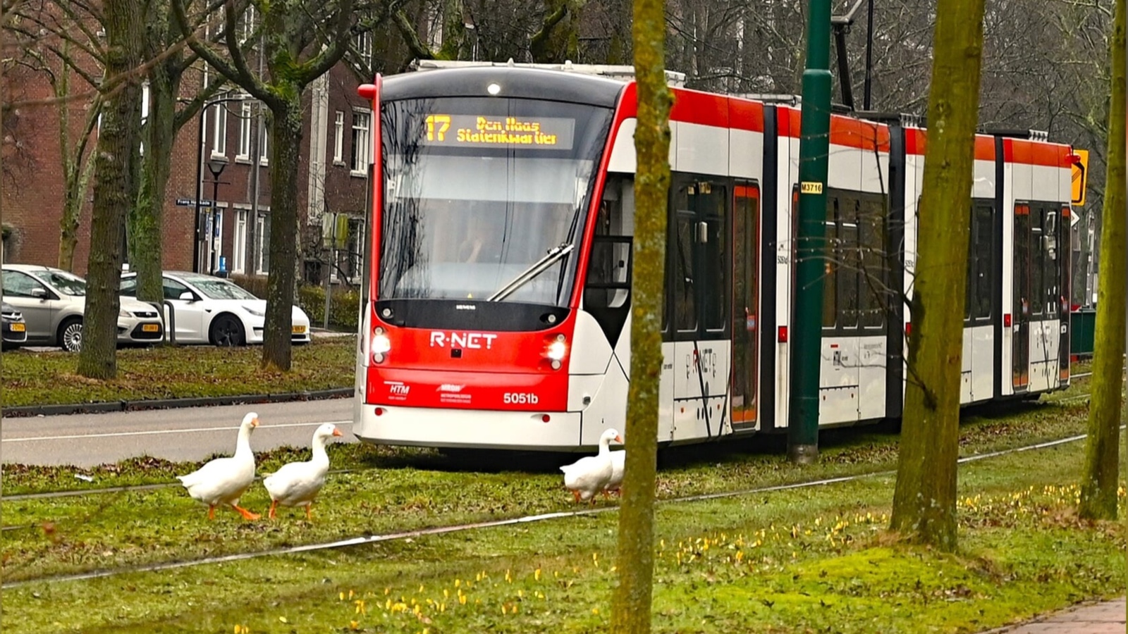 Ganzen veilig naar Wilhelminapark na ongelukken bij tramspoor Ganzen veilig naar Wilhelminapark na ongelukken bij tramspoor