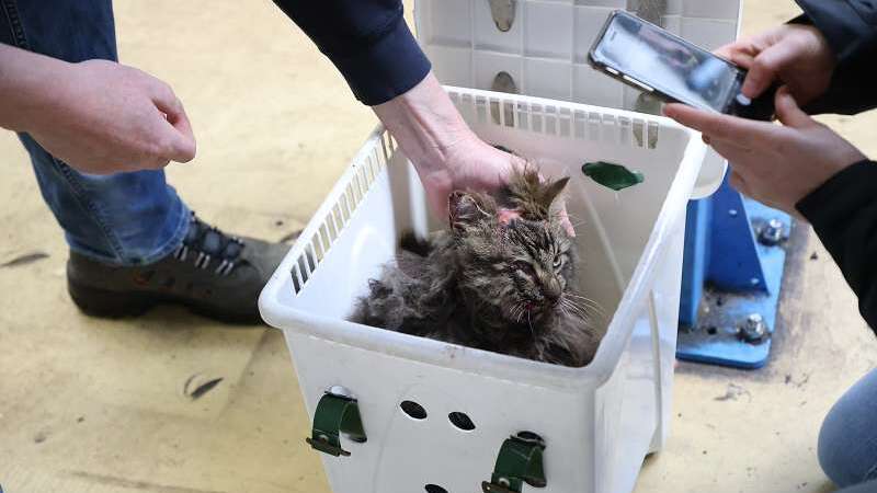 Kat overleeft spannend avontuur onder motorkap in Rijswijk