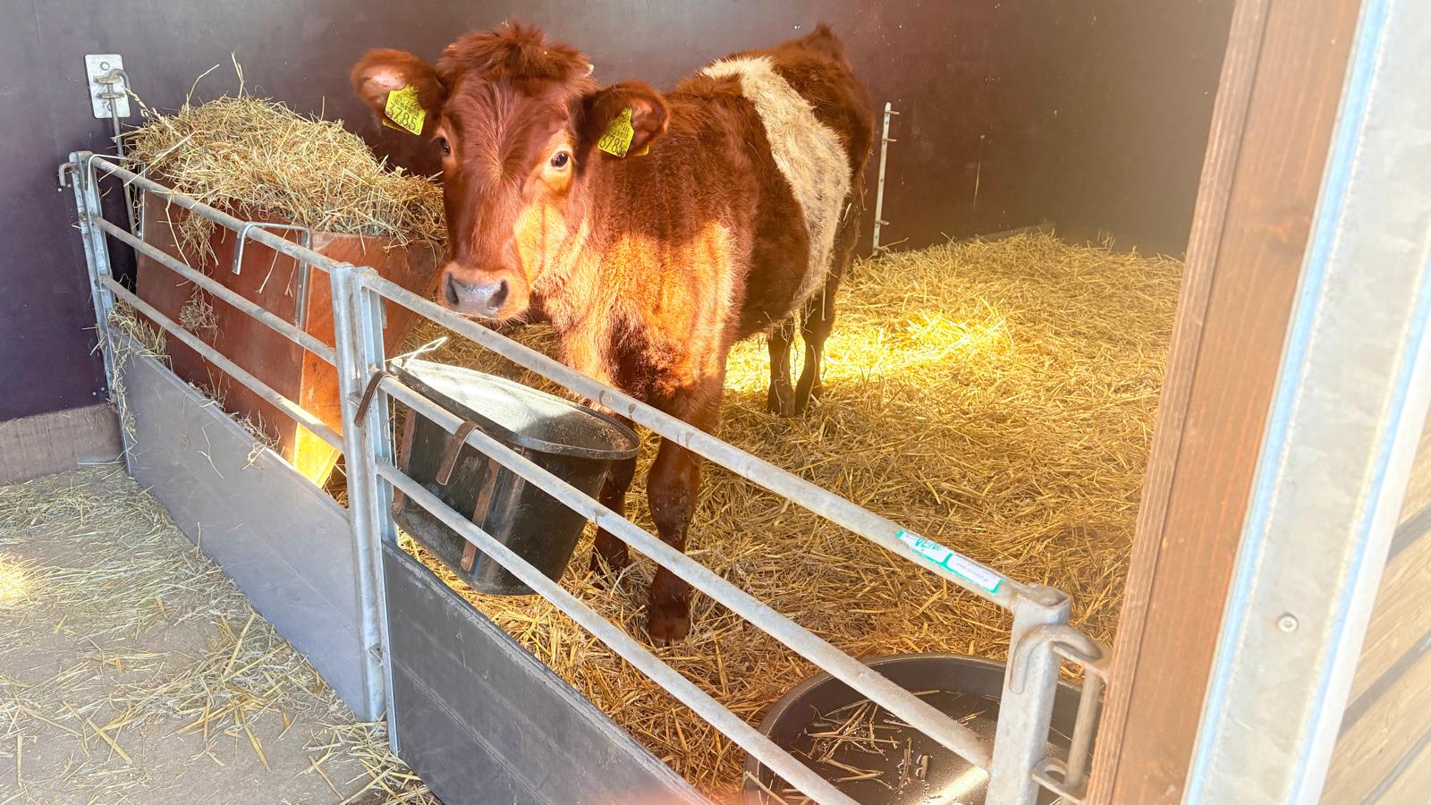[VIDEO] Kinderboerderij Het Akkertje verwelkomd kalf Sientje