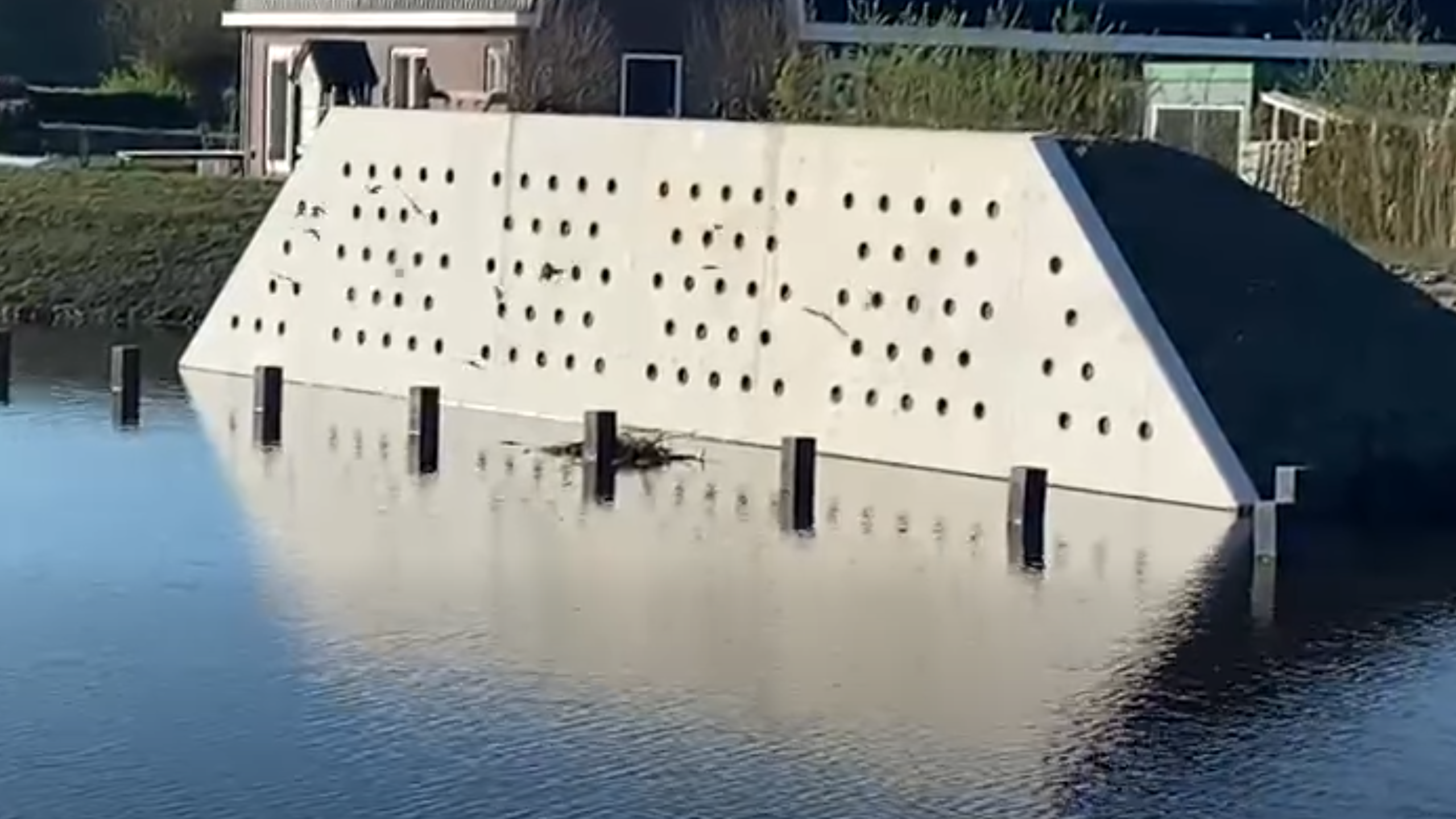 Oeverzwaluwen keren terug in Polder Vlietvoorde