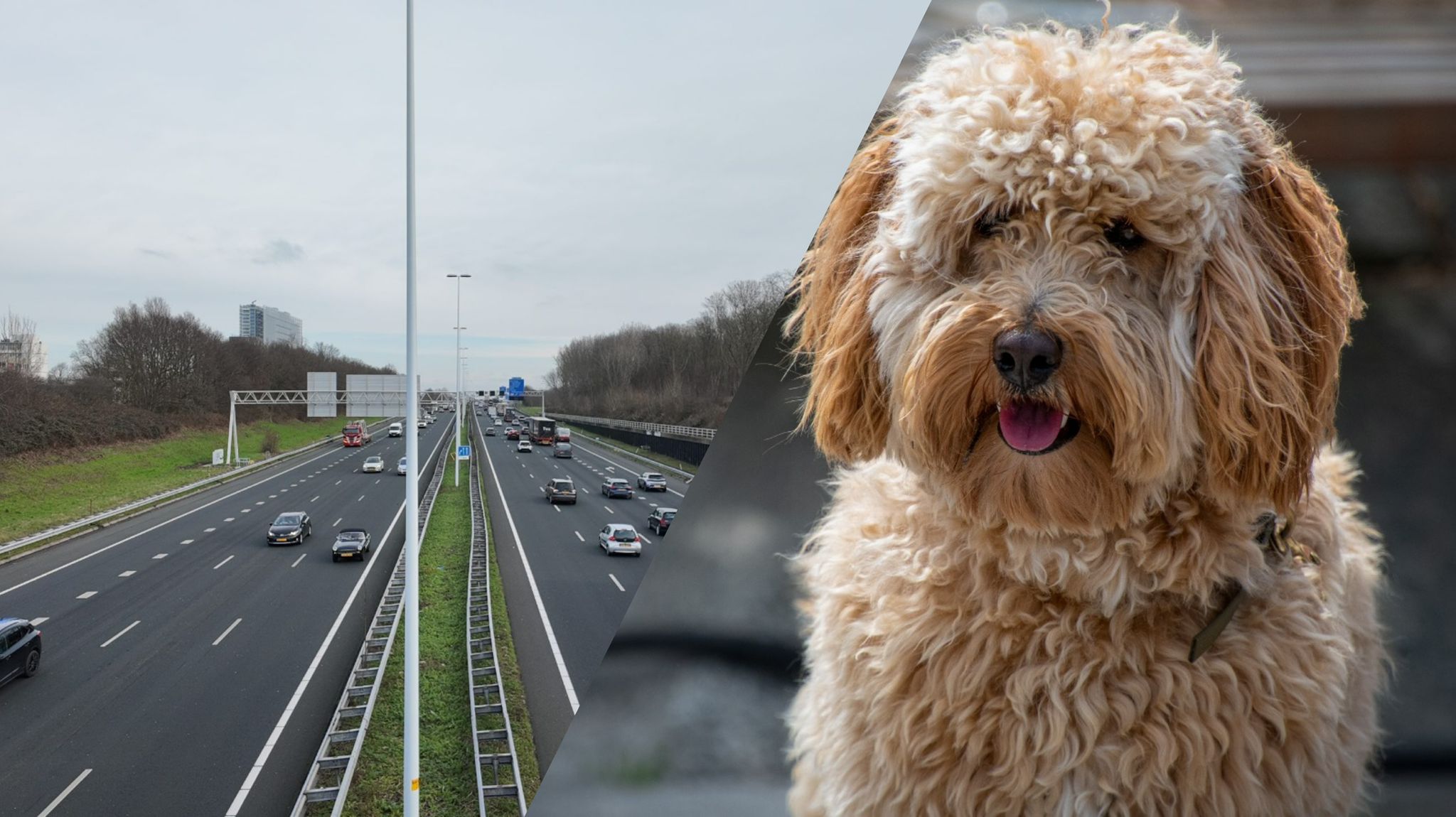Rijswijkse hond Winnie ontsnapt en overleeft avontuur op de A4