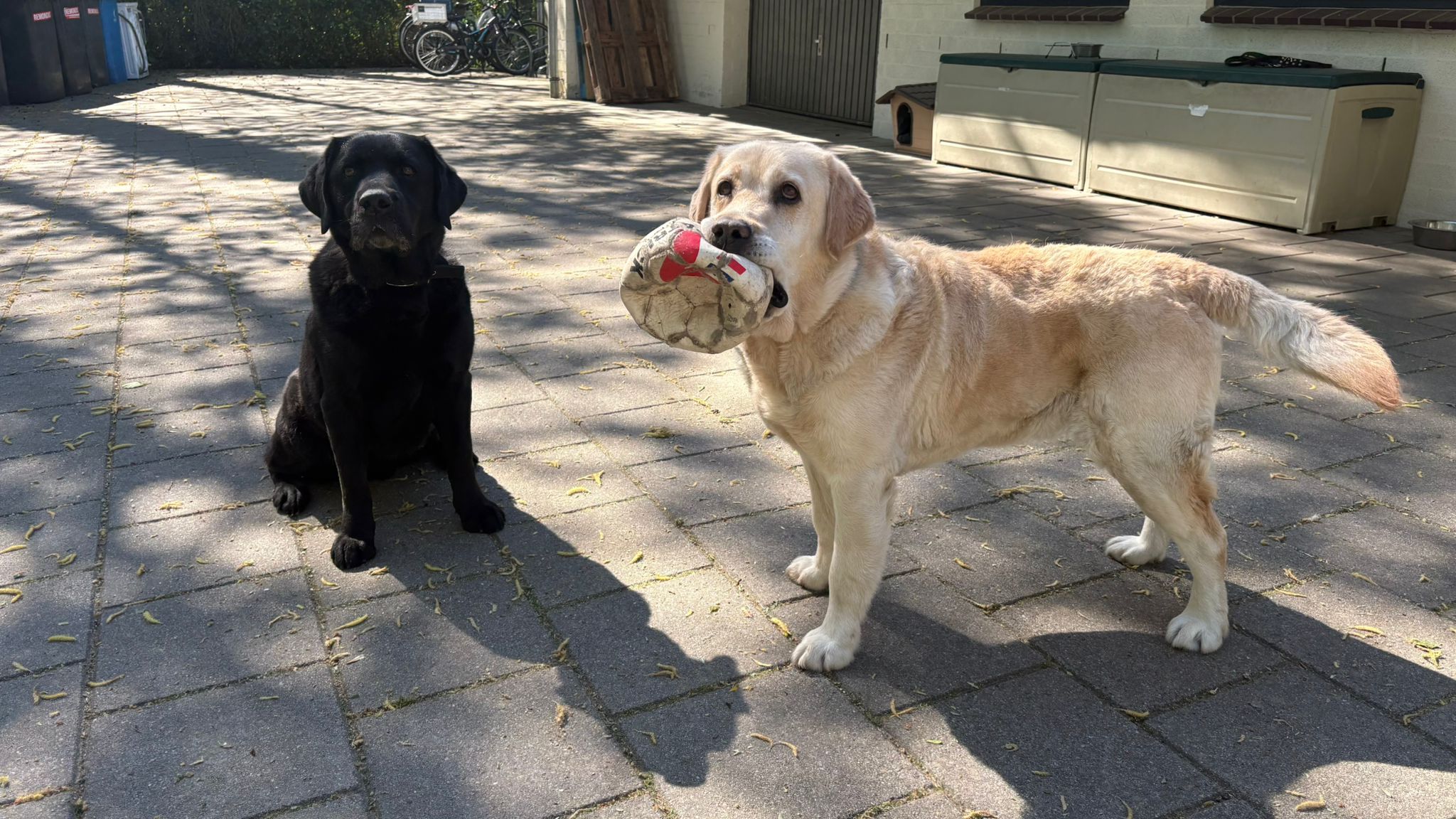 [VIDEO] Charlie en James zoeken samen een nieuw thuis