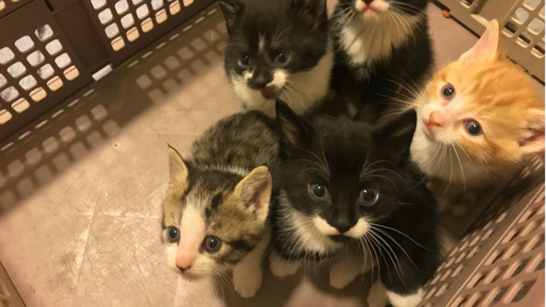 Zeven kittens gevonden na illegale fok en dumping in Voorburg