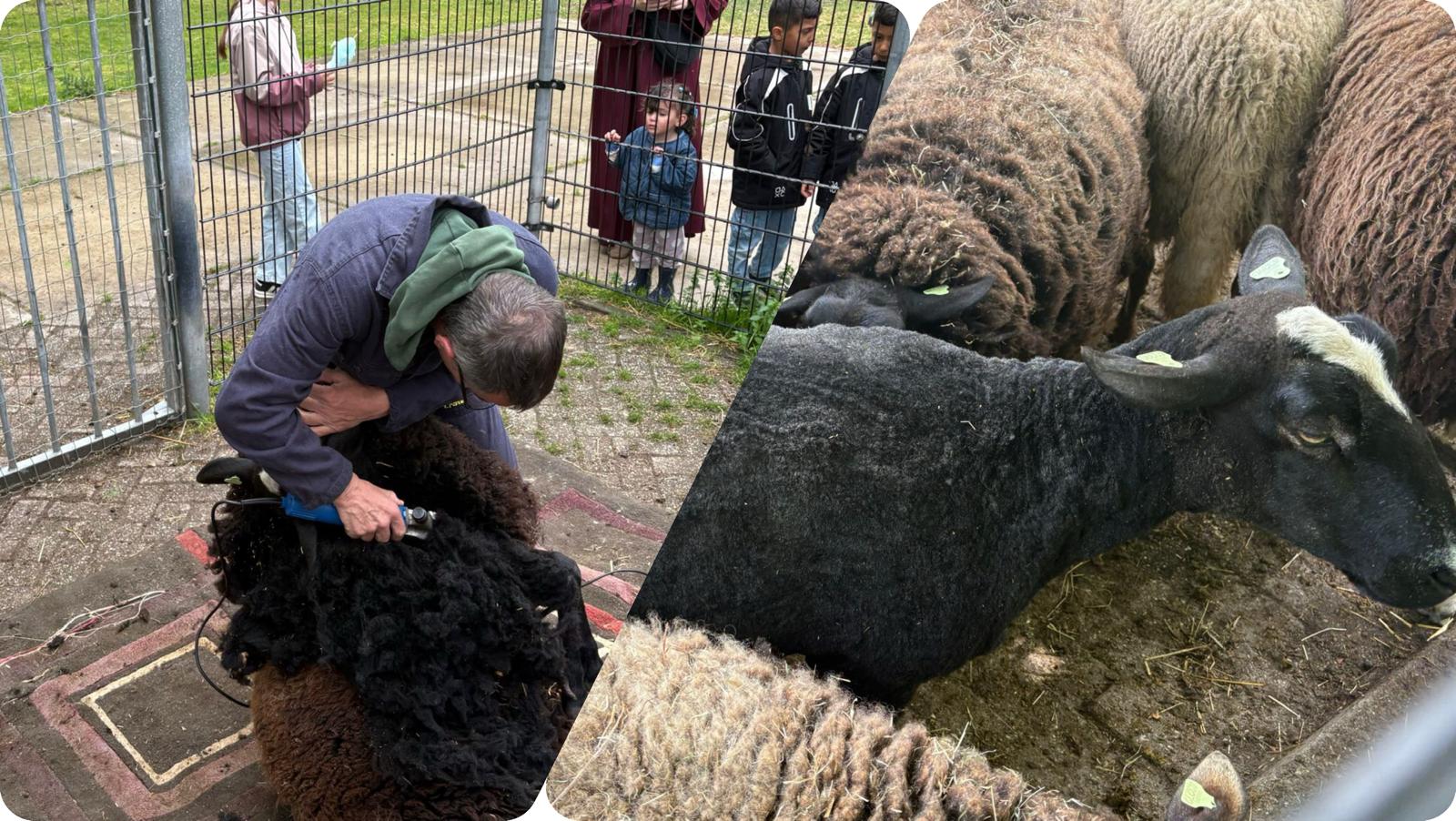 [VIDEO] Schaapscheerfeest op Het Akkertje trekt veel bezoekers