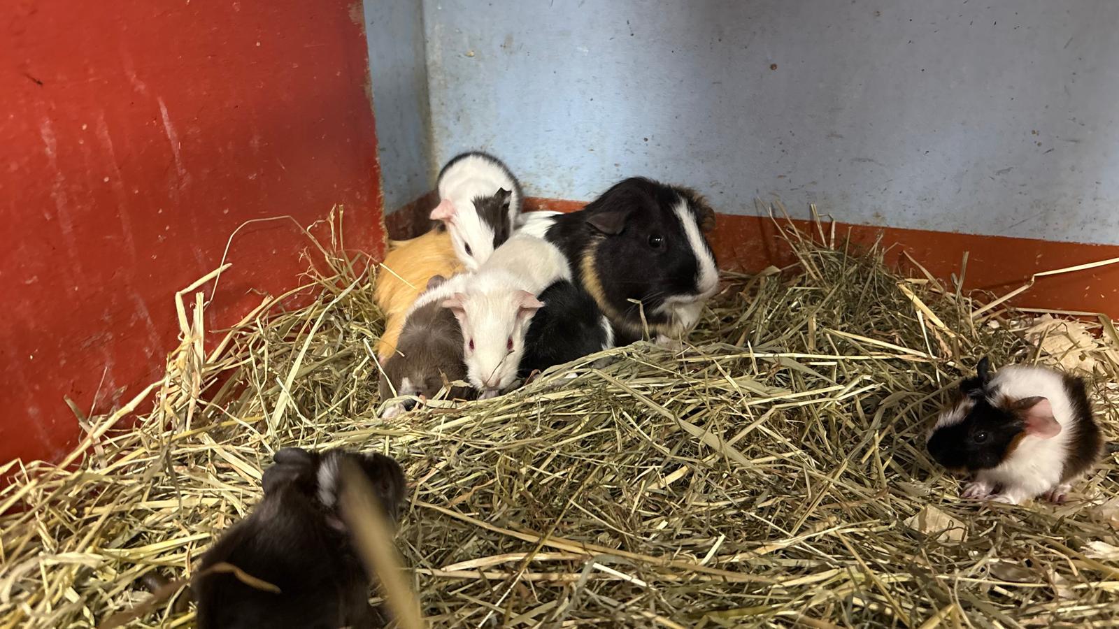 Kinderboerderij Het Akkertje verwelkomt 6 baby cavia’s