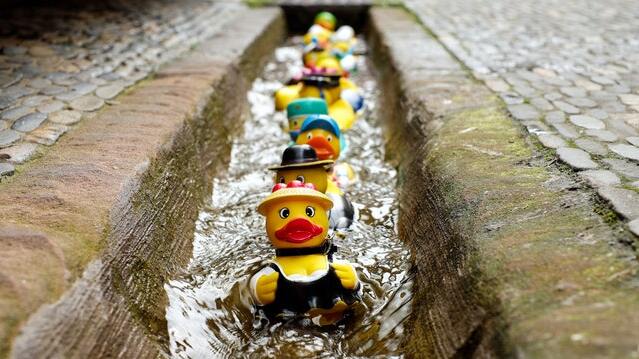 Duizenden badeendjes racen voor het goede doel in Pijnacker-Nootdorp