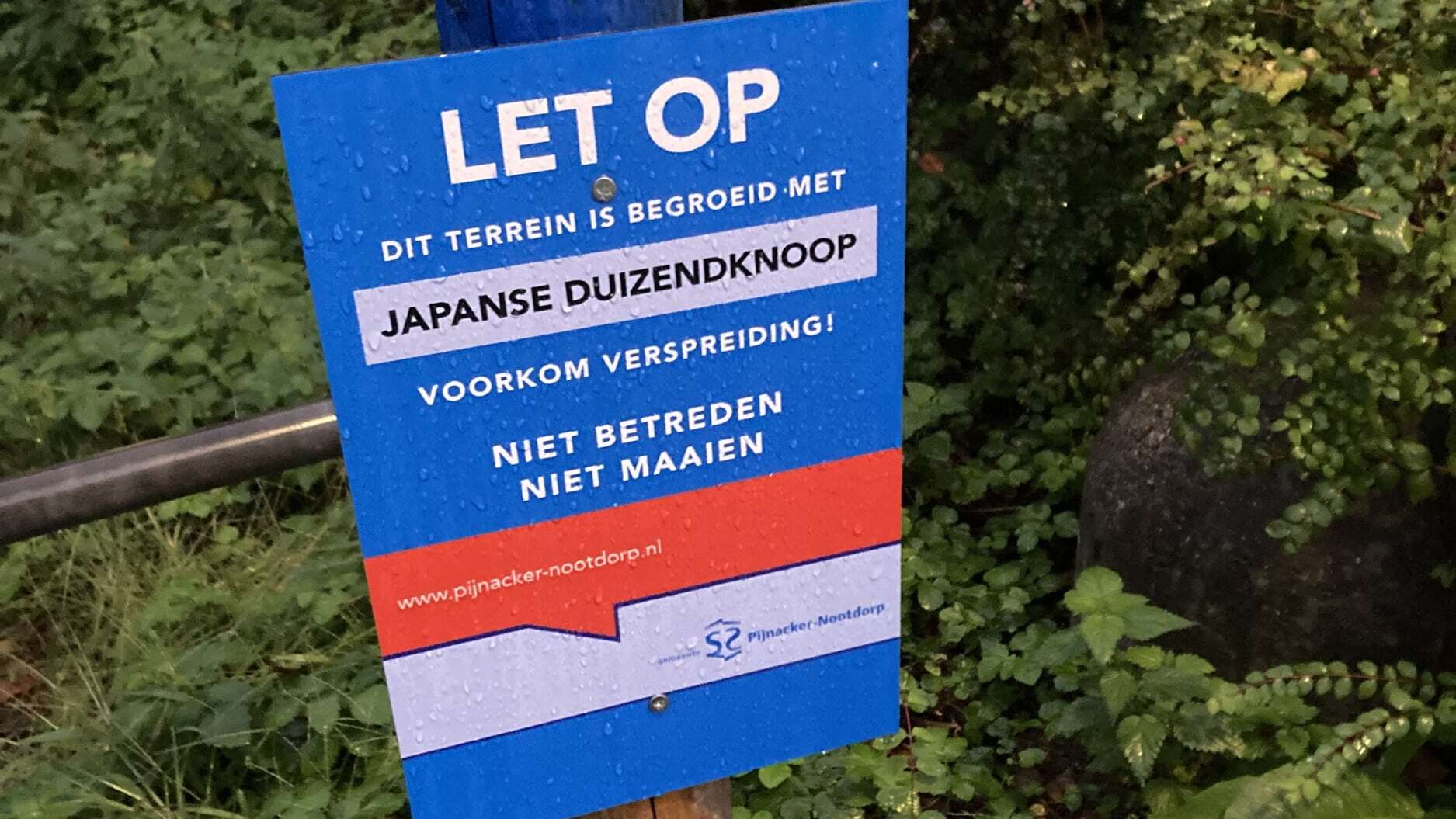 Probleemplant Japanse duizendknoop blijft groeien in Pijnacker-Nootdorp Probleemplant Japanse duizendknoop blijft groeien in Pijnacker-Nootdorp
