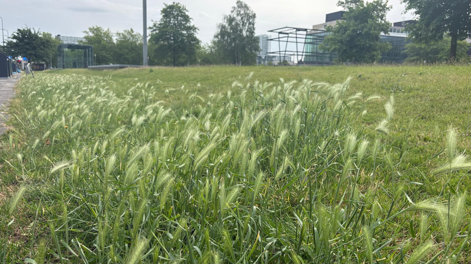 Hondeneigenaren slaan alarm: grasaren weer terug in Rijswijk Hondeneigenaren slaan alarm: grasaren weer terug in Rijswijk