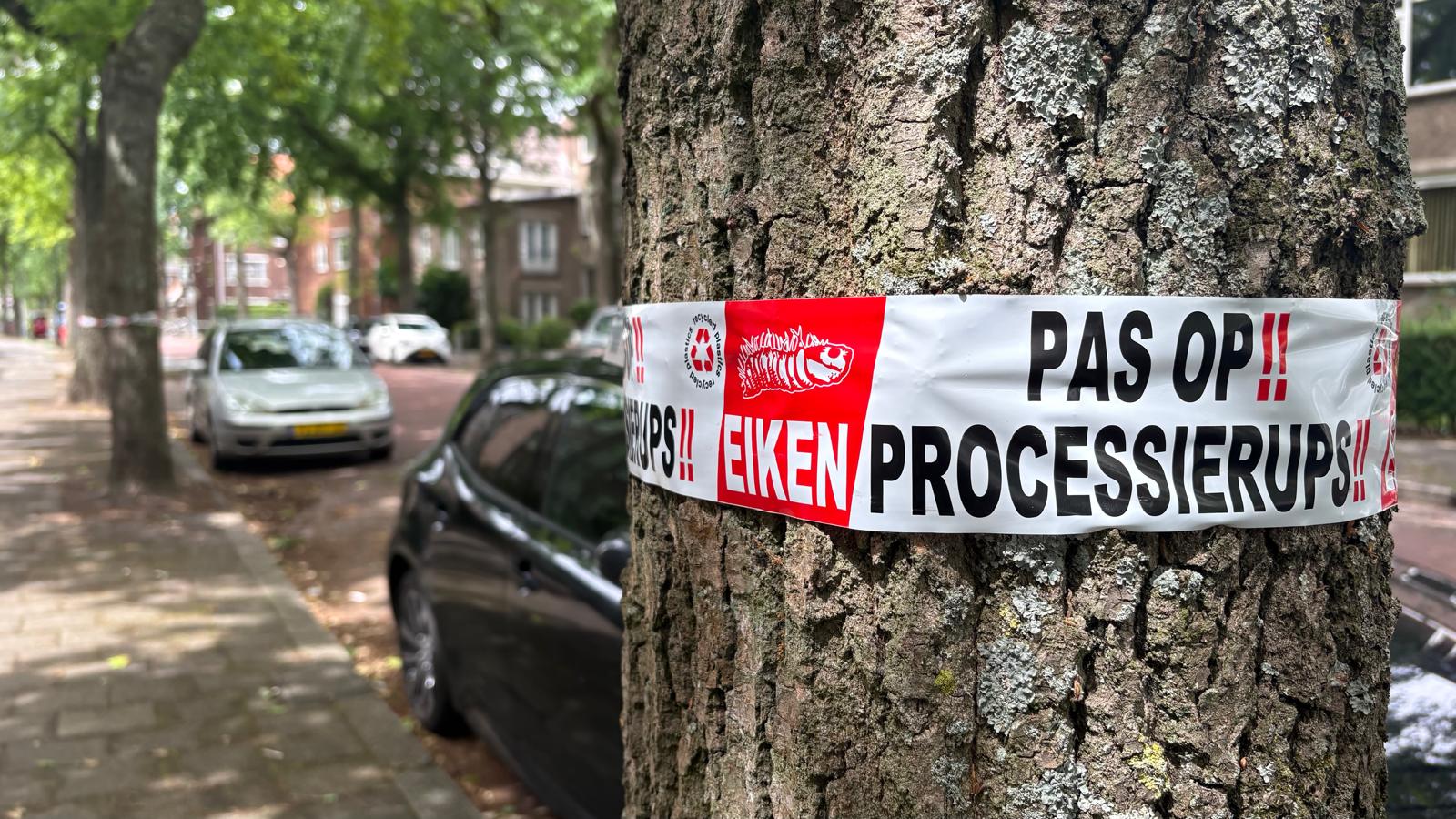 Eikenprocessierups duikt weer op in Rijswijk en kan flinke gezondheidsklachten veroorzaken Eikenprocessierups duikt weer op in Rijswijk en kan flinke gezondheidsklachten veroorzaken