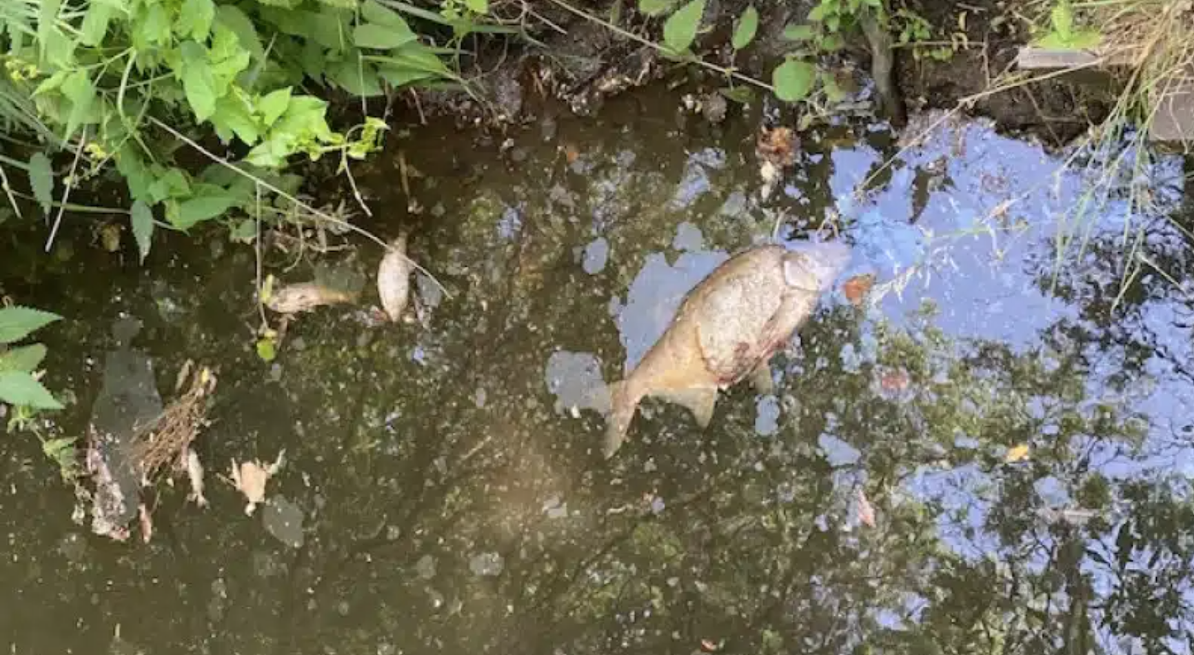 Gemeente waarschuwt voor botulisme door extreme droogte