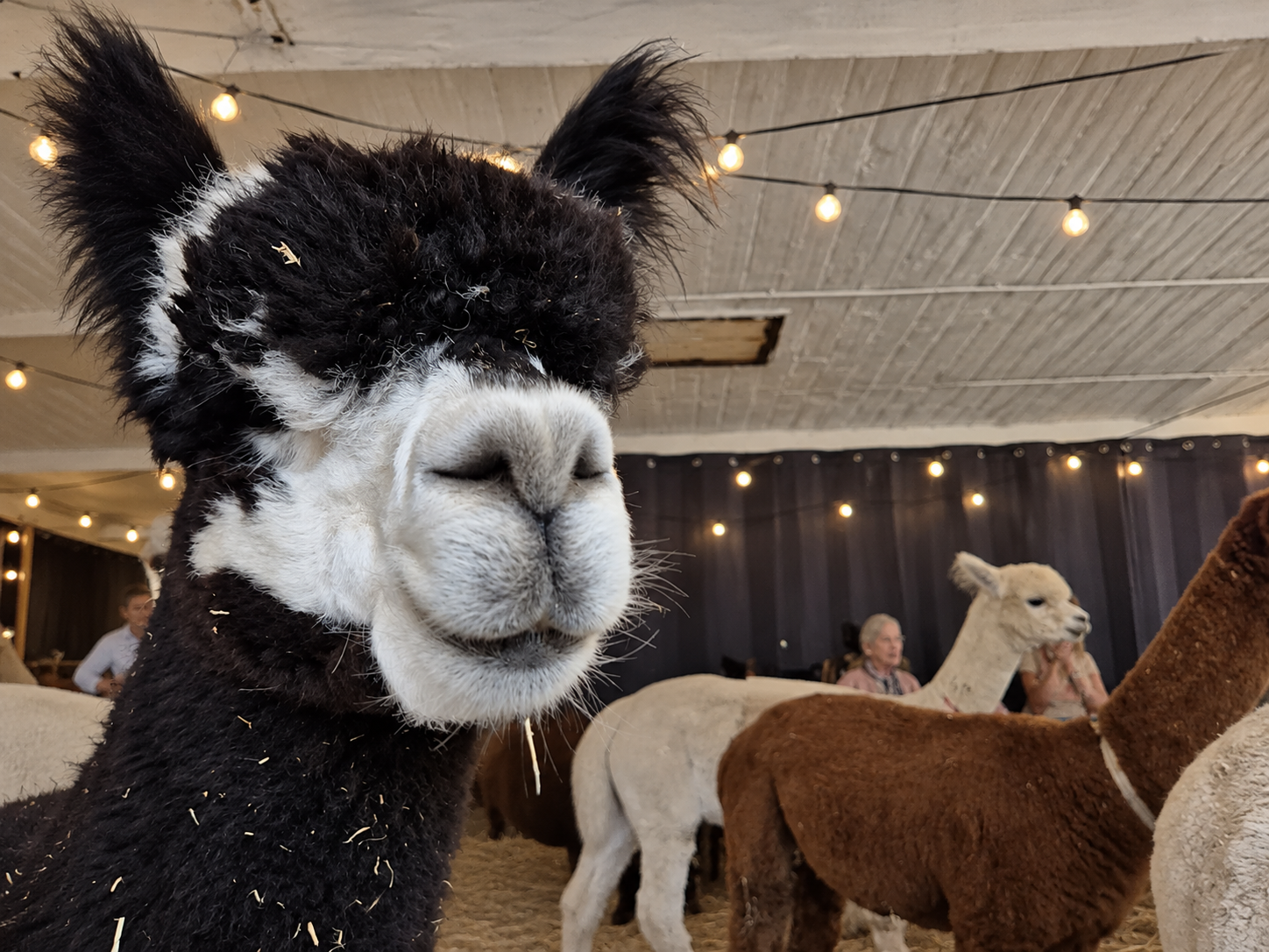 Alpaca Kwispelhelden Onderwatershof1 Alpaca Kwispelhelden Onderwatershof1