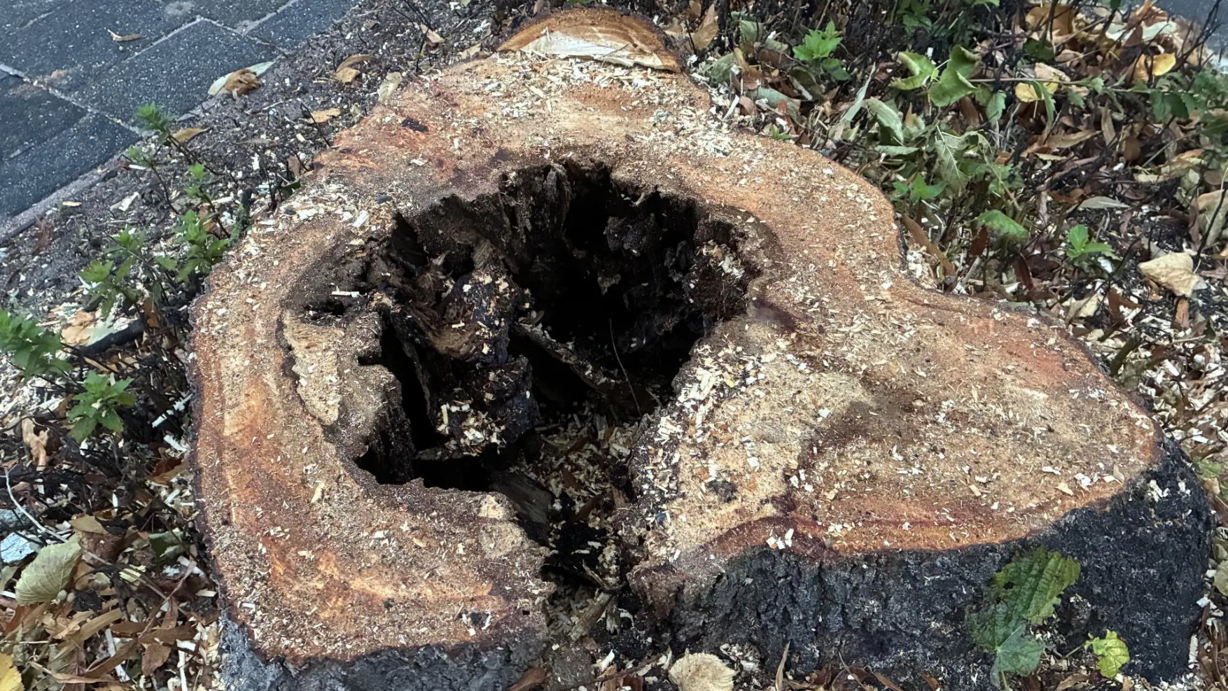 Gemeente kapt onveilige bomen en plant nieuwe gezonde bomen terug