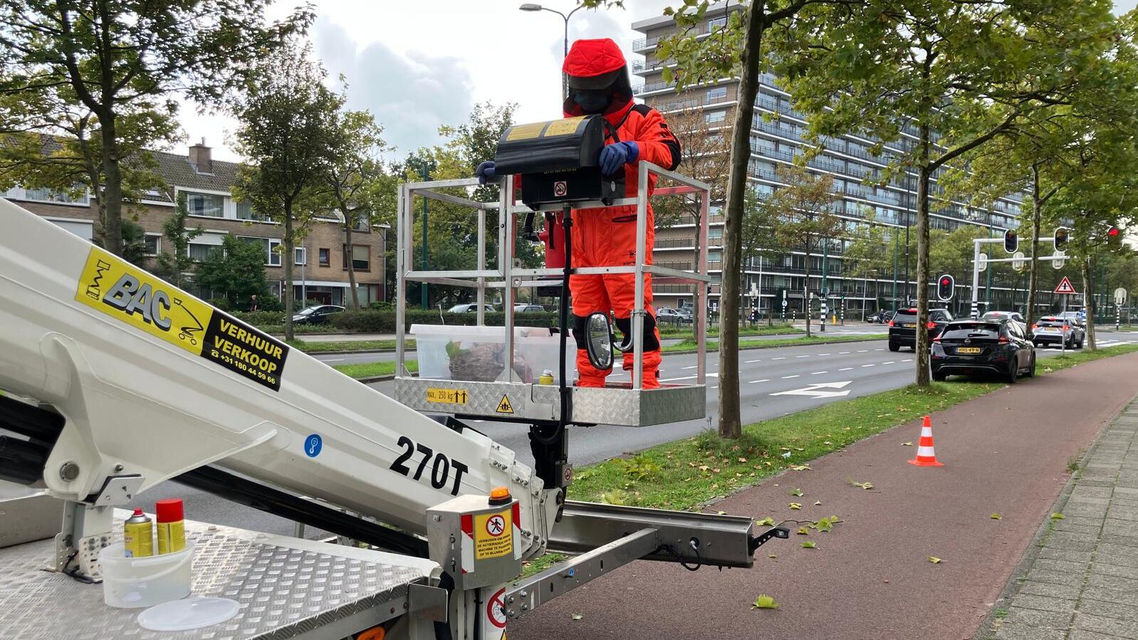 Meerdere nesten Aziatische hoornaar verwijderd in Rijswijk